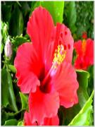 Pianta di Hibiscus vaso 7x7 alt 10/20 cm