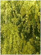 Albero di Acacia vaso 15 alt 130/160
