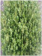 Pianta di Buxus Rotundifolia vaso D 26x26