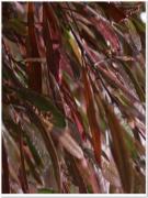 Pianta di Dodonea Purpurea vaso C 24x24