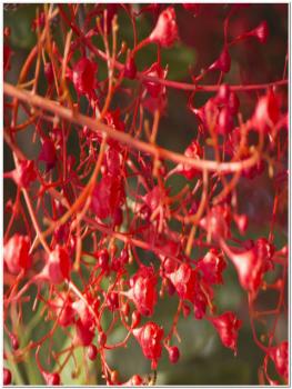 ALBERO DI BRACHYCHITON