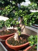 Bonsai S-shape Ficus Ginseng altezza A 80 90cm