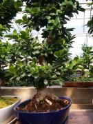 Bonsai S-shape Ficus Ginseng altezza B 120 130cm