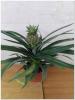 PIANTA DI ANANAS