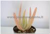 PIANTA DI ALOE VERA VASO 10