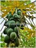 ALBERO DI PAPAYA